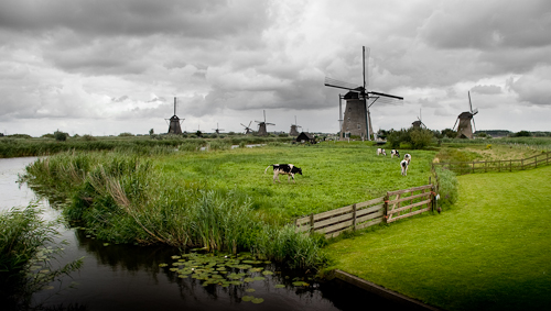 dairy cows and windmills