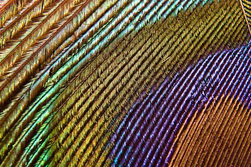 Peacock Rainbow